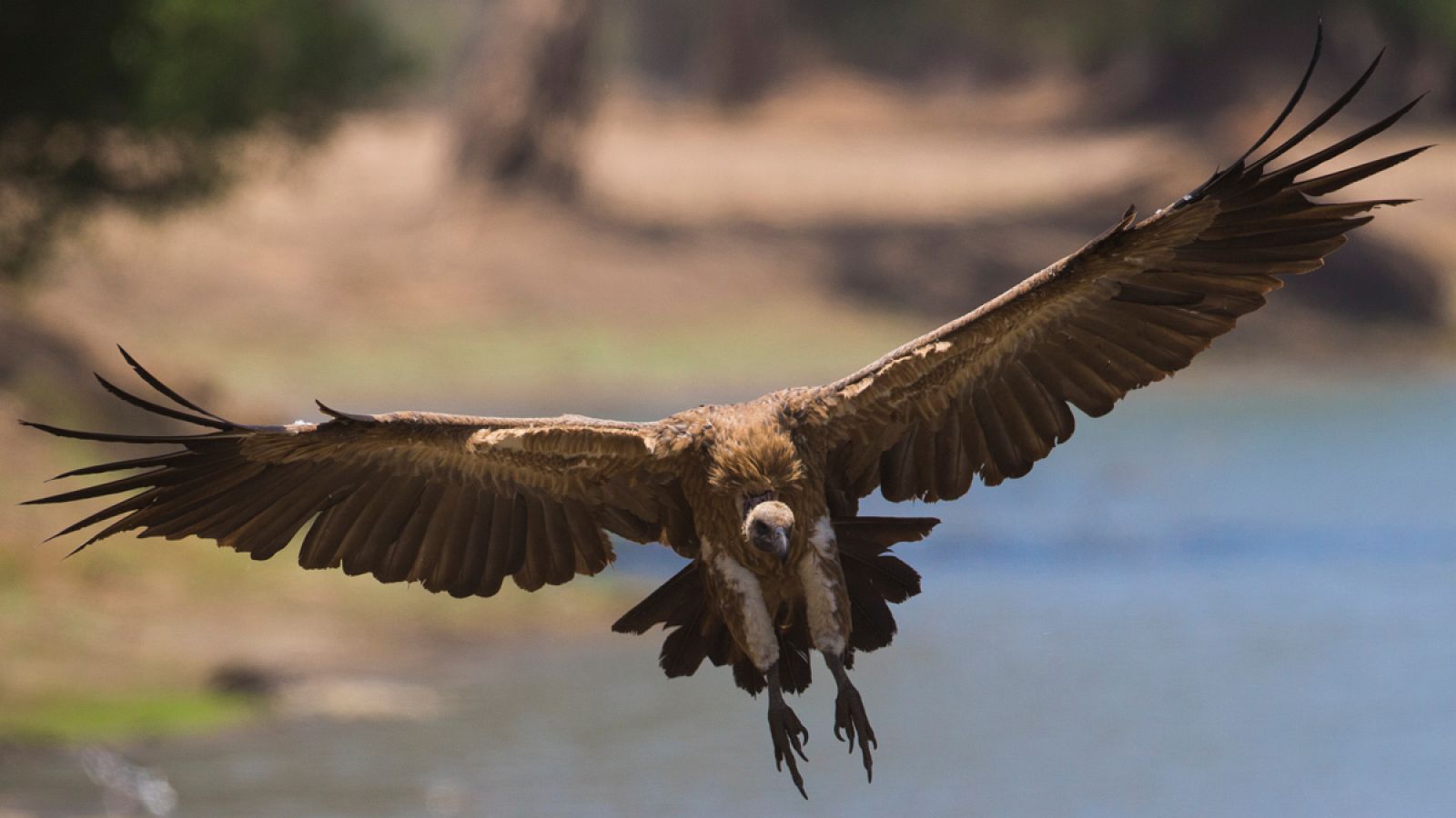 Buitre africano de espalda blanca, en pleno vuelo.