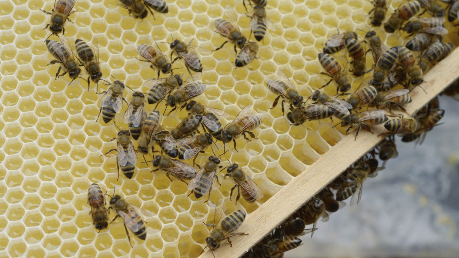 Una proteína extraída del veneno de abeja supera la densa barrera que protege al cerebro humano.