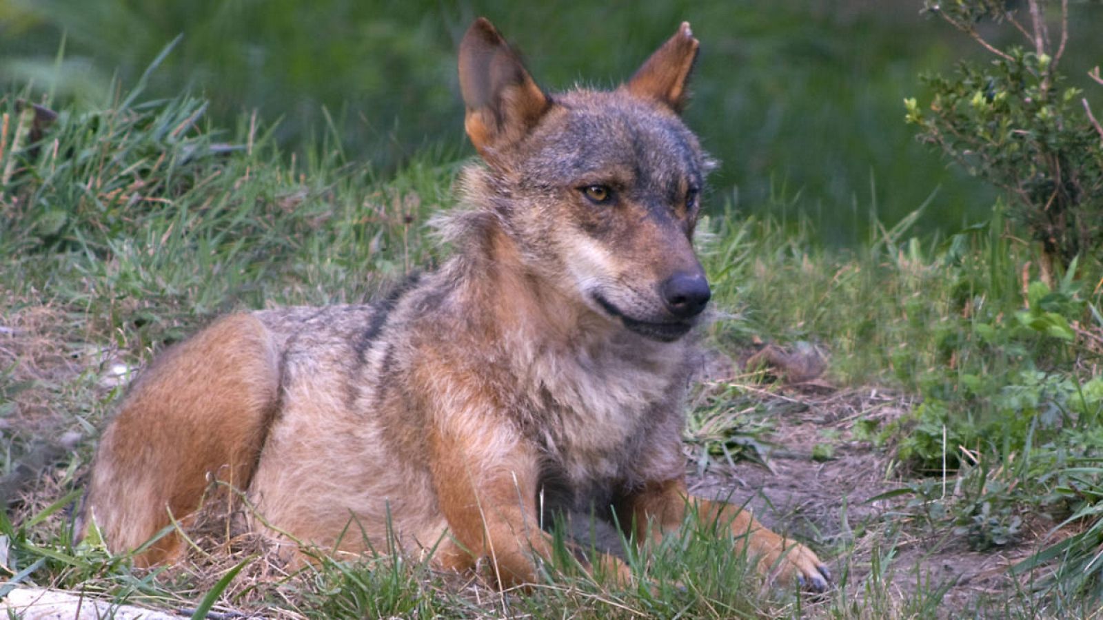 Ecologistas exigen un compromiso político para la conservación de los lobos  