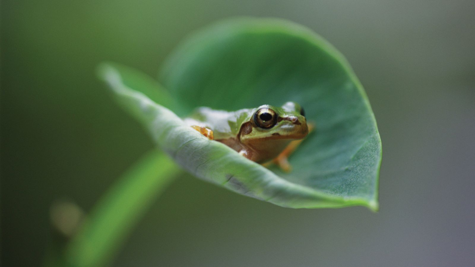 La quitridiomicosis ha producido la extinción de unas 200 especies de anfibios.