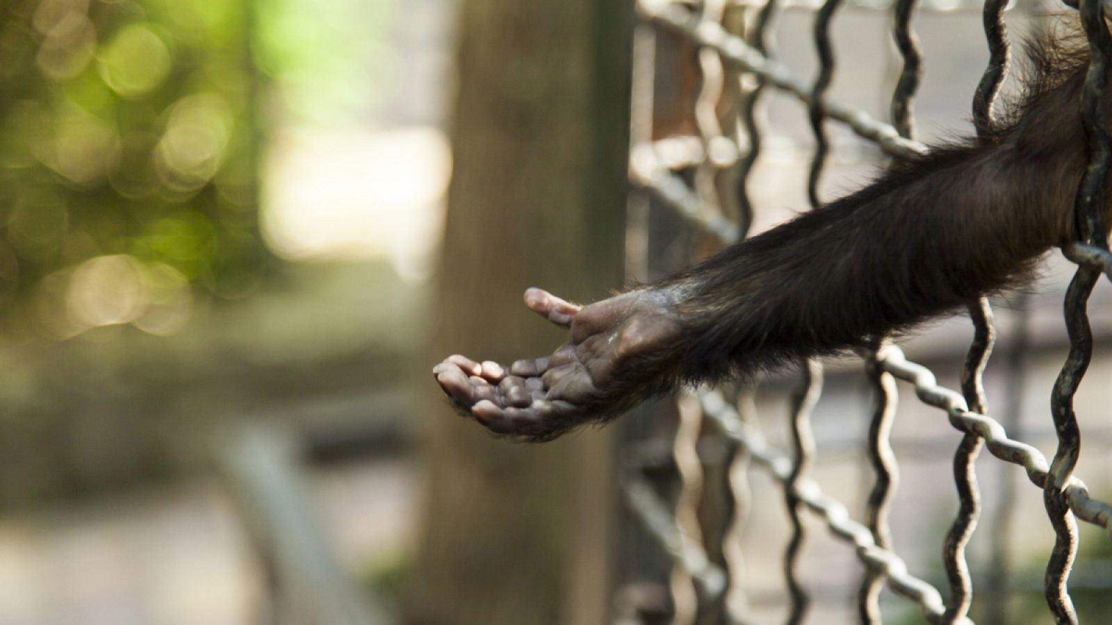 EEUU declaró a los chimpancés en cautiverio como especie en peligro de extinción.