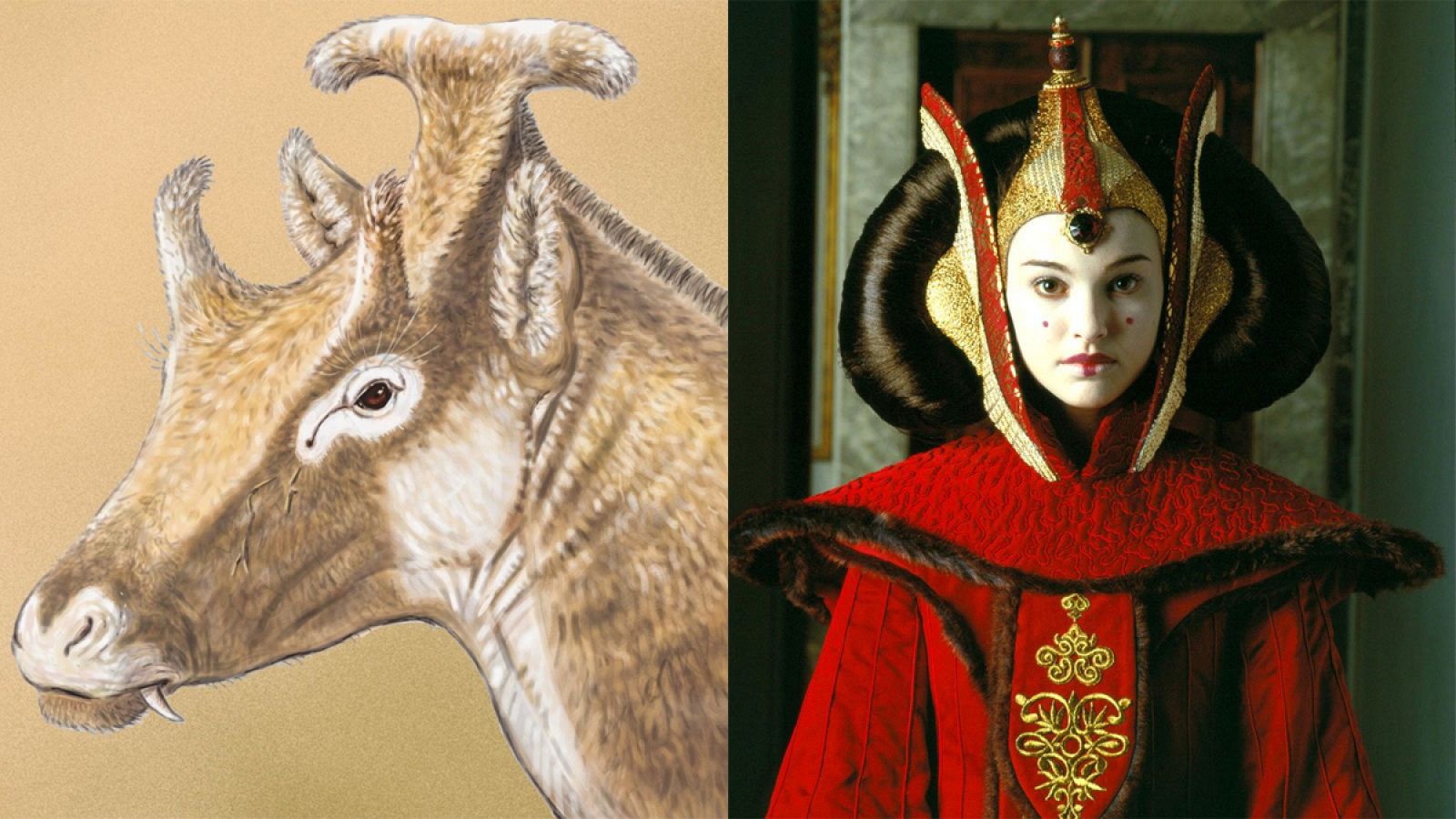 El rumiante extinto ha sido bautizado como "Xenokeryx amidalae" ("cuerno extraño de Amidala").