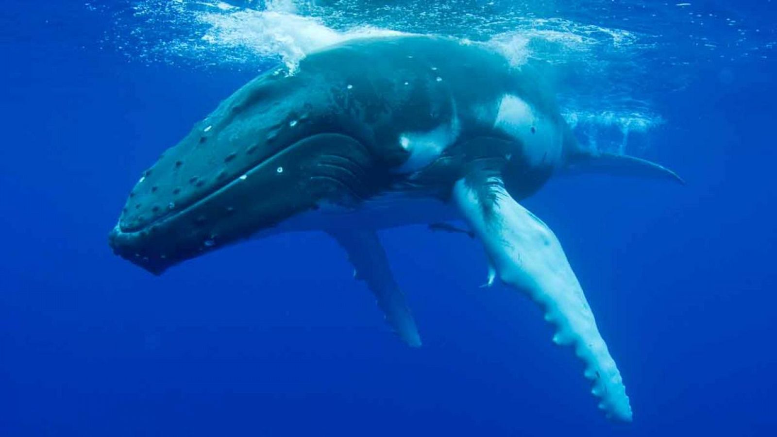Imagen de una ballena jorobada, o yubarta.