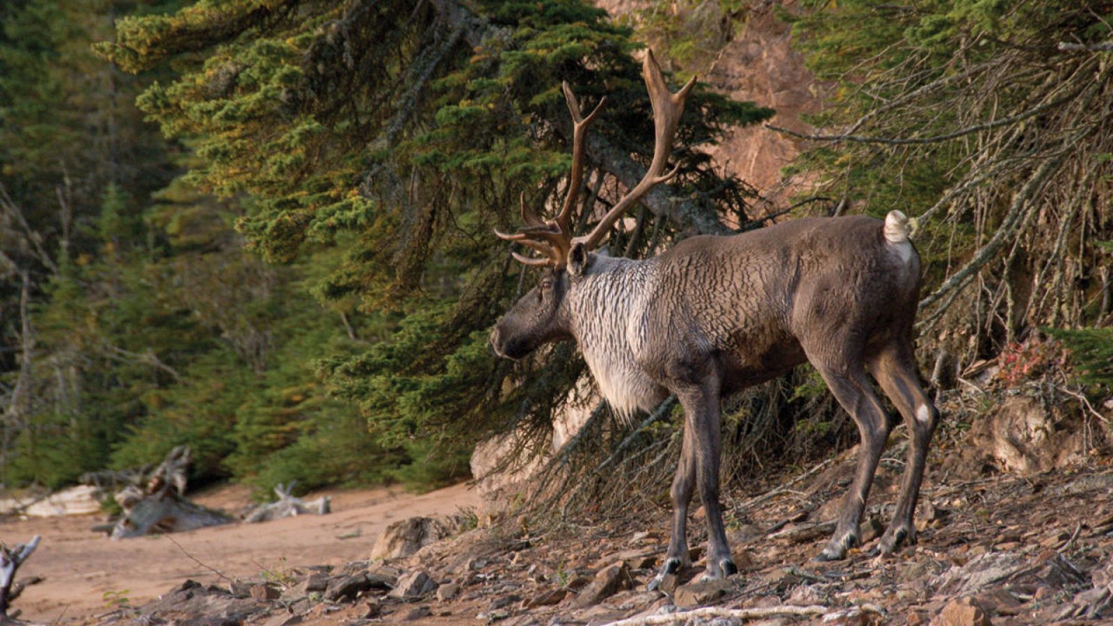 Caribú boreal