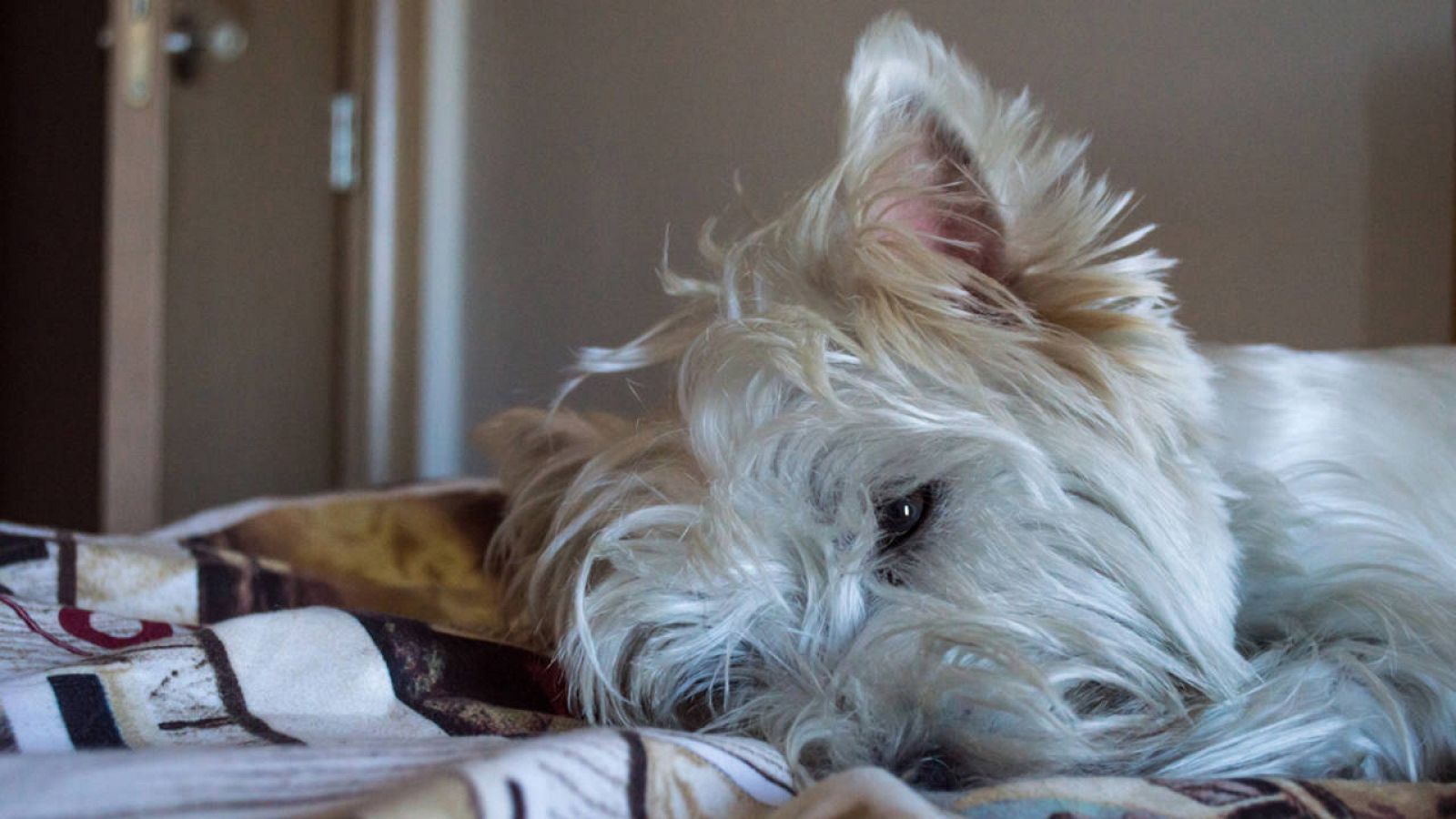 Los perros fueron domesticados hace más de 15.000 años.