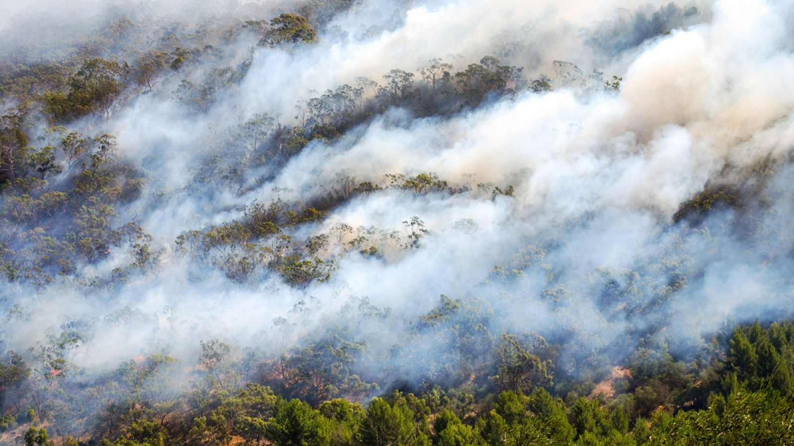 Humo sobre un bosque a consecuencia de un incendio