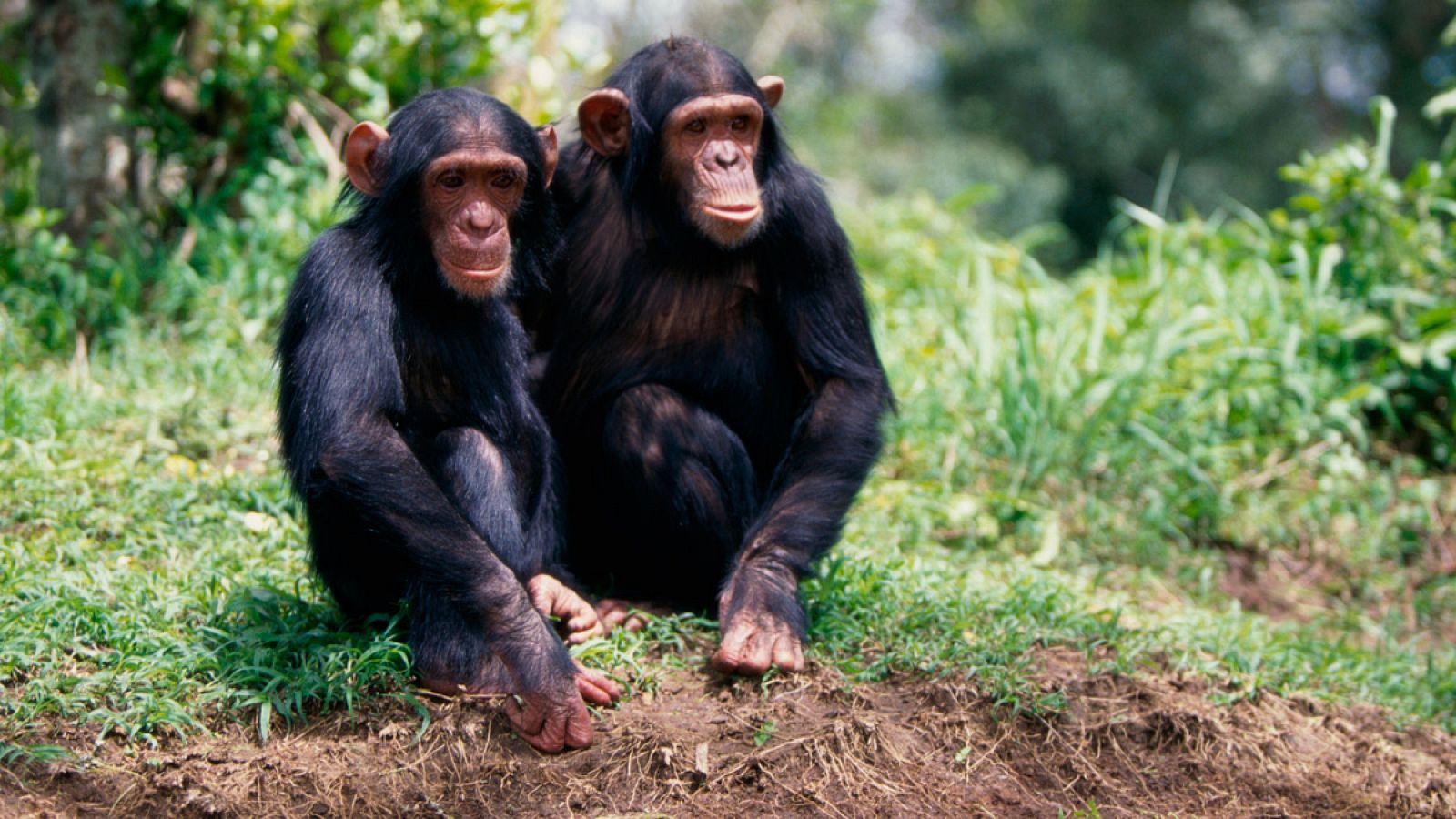 Los chimpancés son capaces de establecer lazos de amistad.
