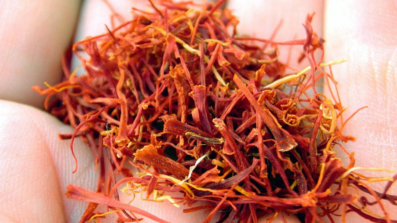El estigma rojo de la flor del azafrán es una de las especias más caras del mundo.