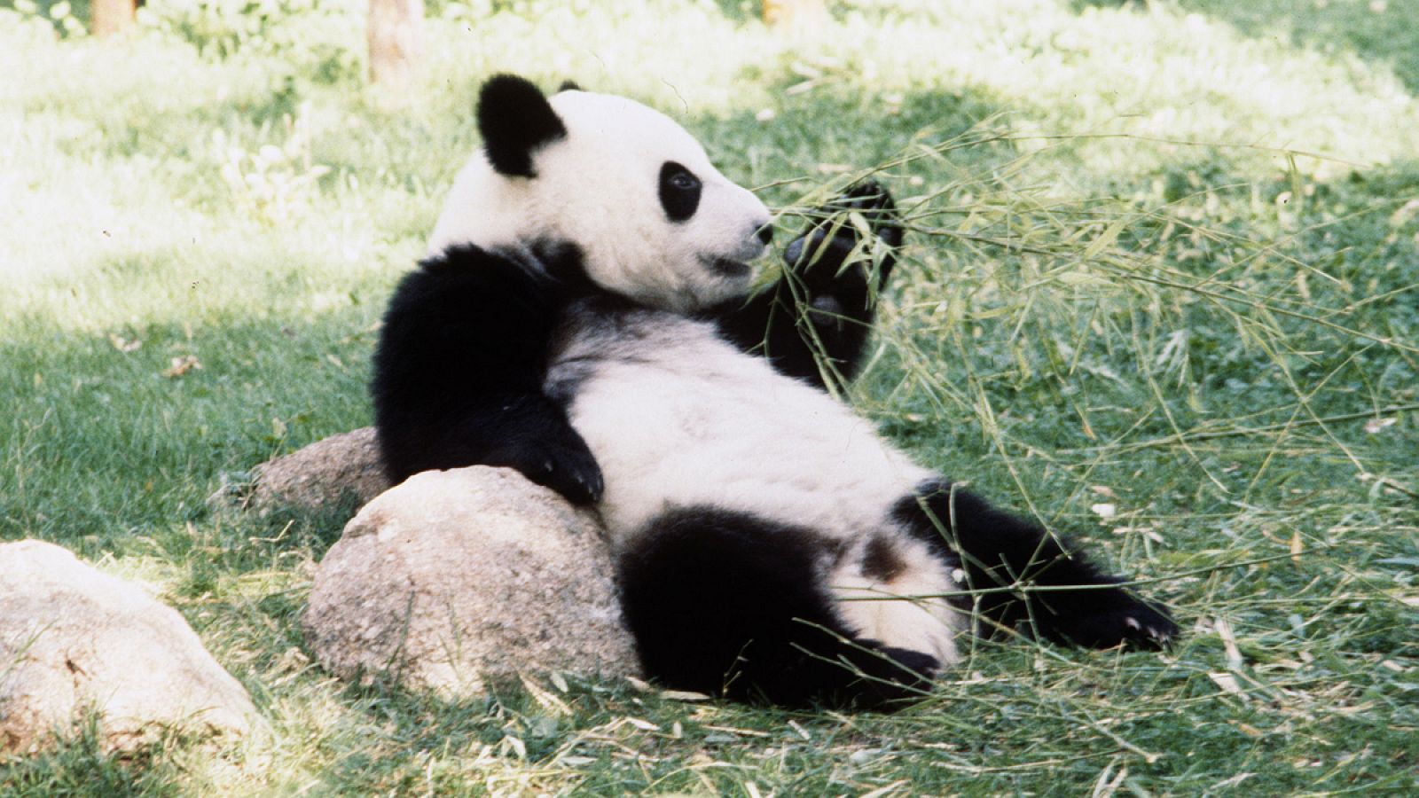 Imagen de archivo del panda gigante Chu-Lin, en su primer cumpleaños, en 1983.