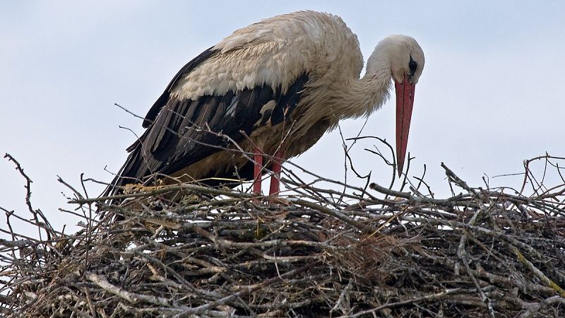 Una cigüeña blanca en su nido