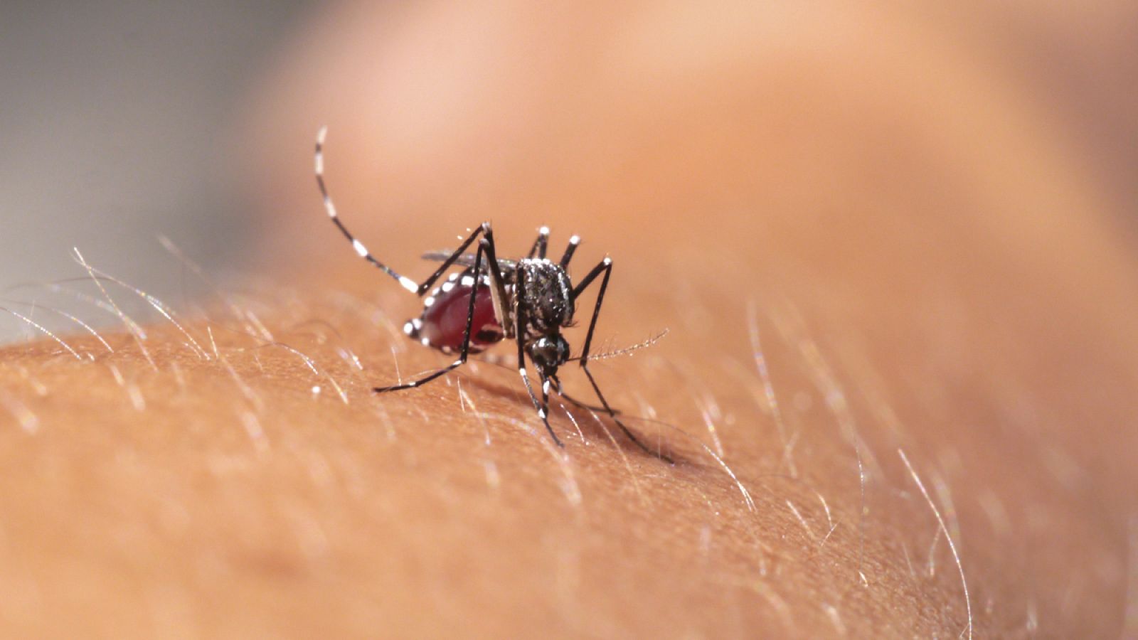 Existen mosquitos tigre en el litoral mediterráneo, País Vasco y Aragón.