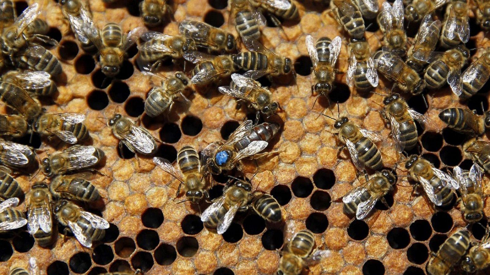 El estrés en las abejas explicaría el colapso de colmenas