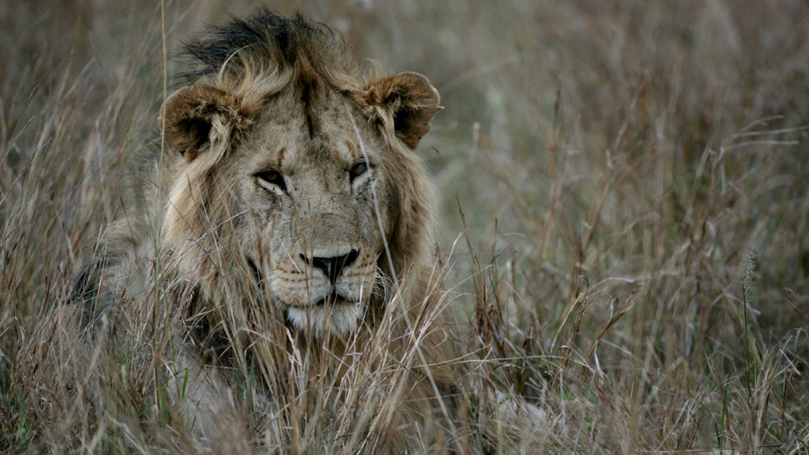 No es la primera vez que los leones del Parque Nacional de Nairobi se introducen en la capital keniana.