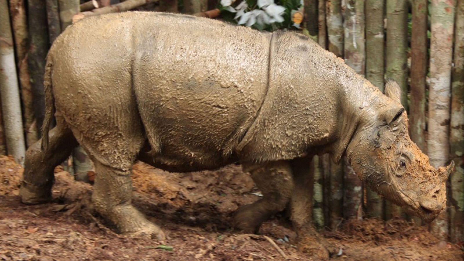 El ejemplar ha sido hallado en Kalimantan, en la parte indonesia de la isla de Borneo.