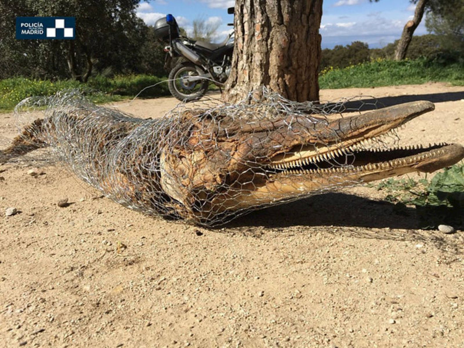 Investigan el hallazgo del cadáver de un delfín en la Casa de Campo, en Madrid