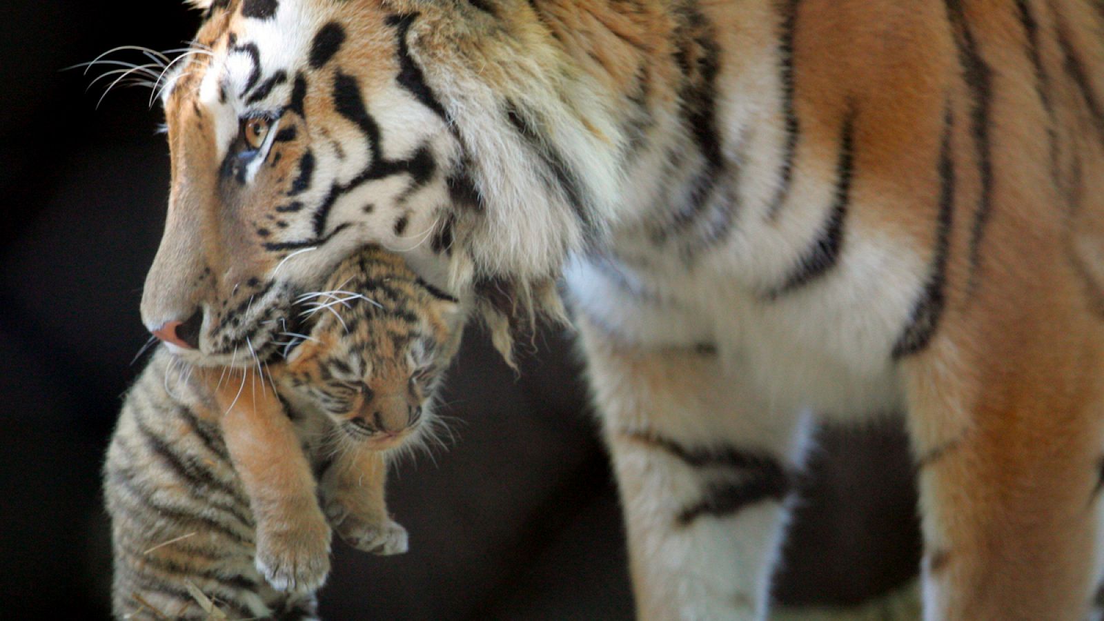 Una hembra de tigre transporta a su cría.