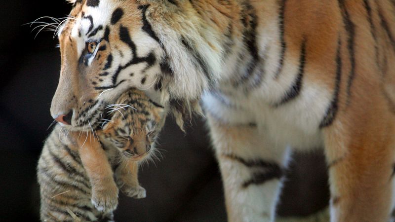 Una hembra de tigre transporta a su cría.