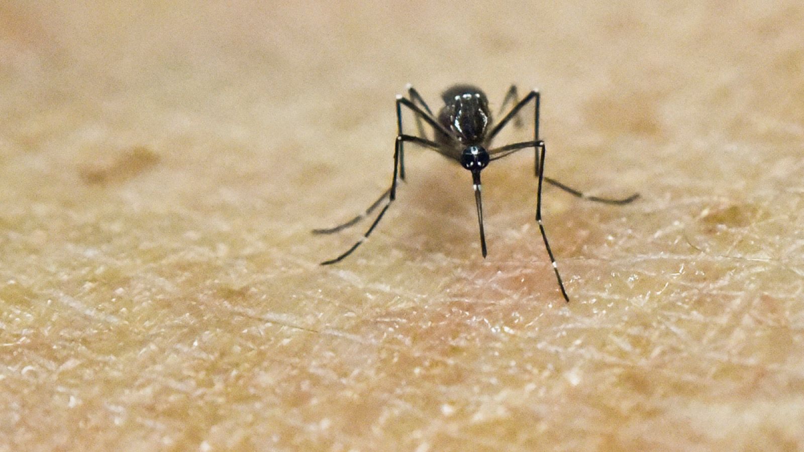 Imagen de archivo de un mosquito Aedes Aegypti sobre piel humana en un laboratorio colombiano.