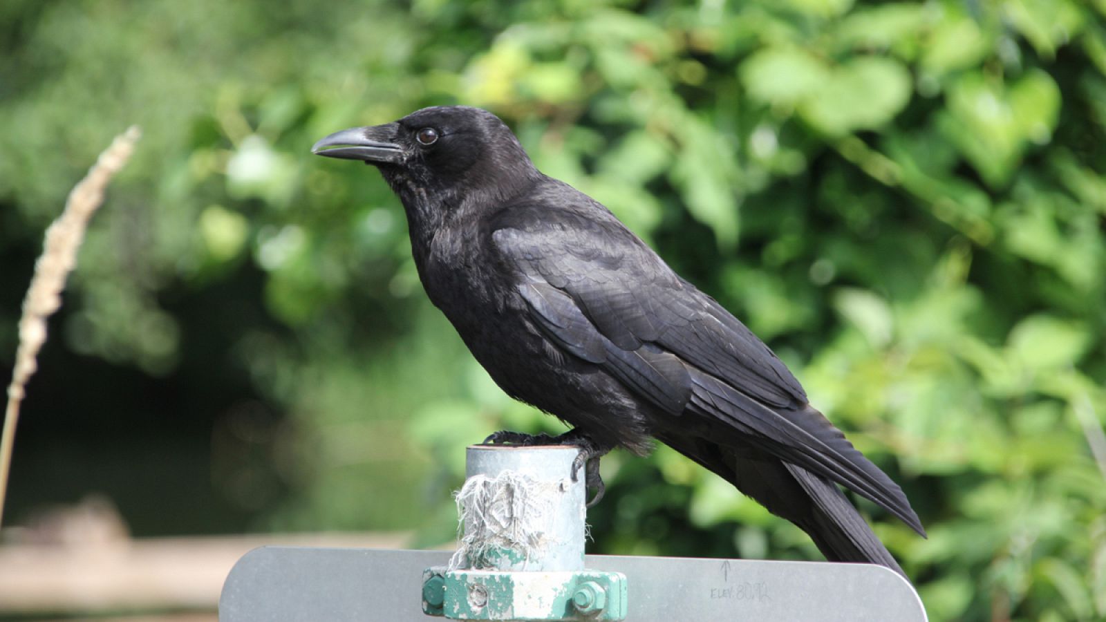 Investigadores suecos han demostrado que los córvidos se desenvuelven como los grandes simios.