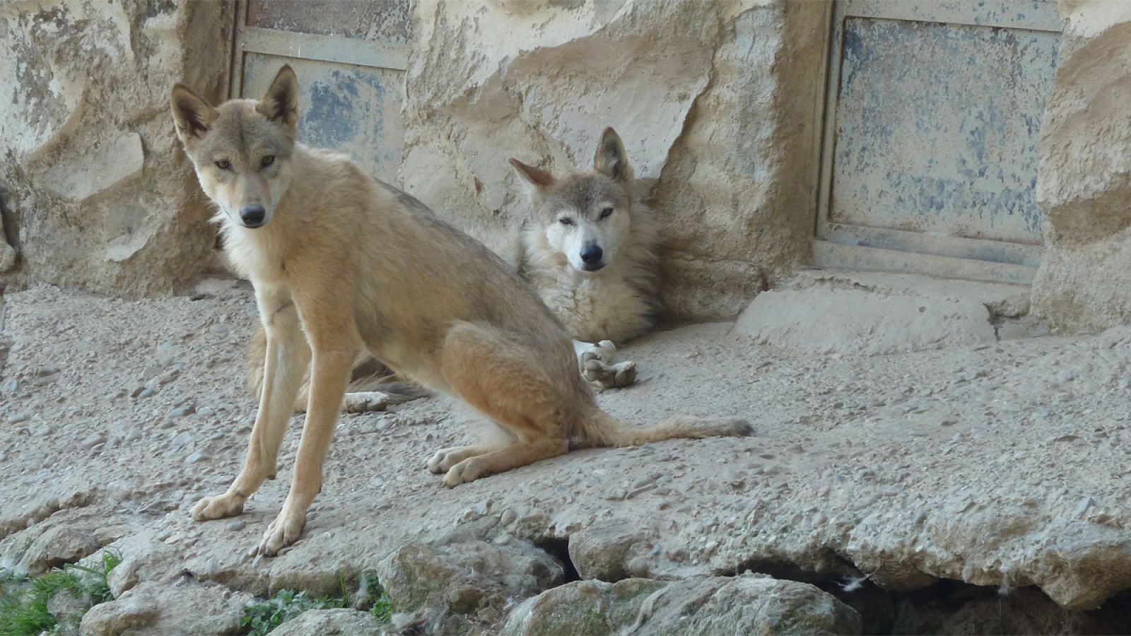 Imagen de dos lobos del Himalaya ('Canis lupus himalayensis') en cautiverio.