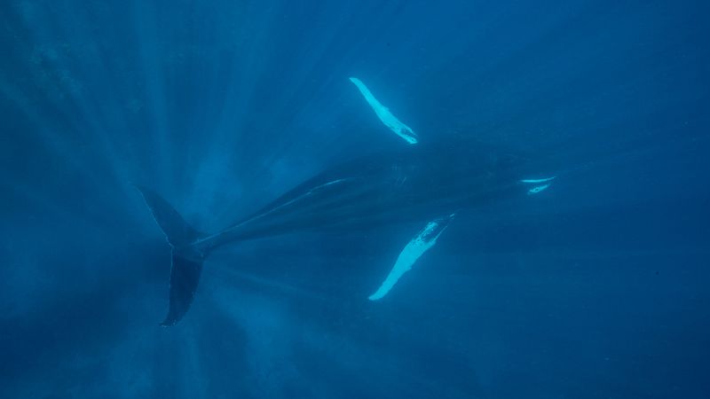 Naciones Unidas busca un nuevo instrumento legal de conservación de la biodiversidad marina.