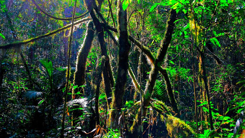 Las especies microbianas son formas de vida demasiado pequeñas para poder verlas simple vista.