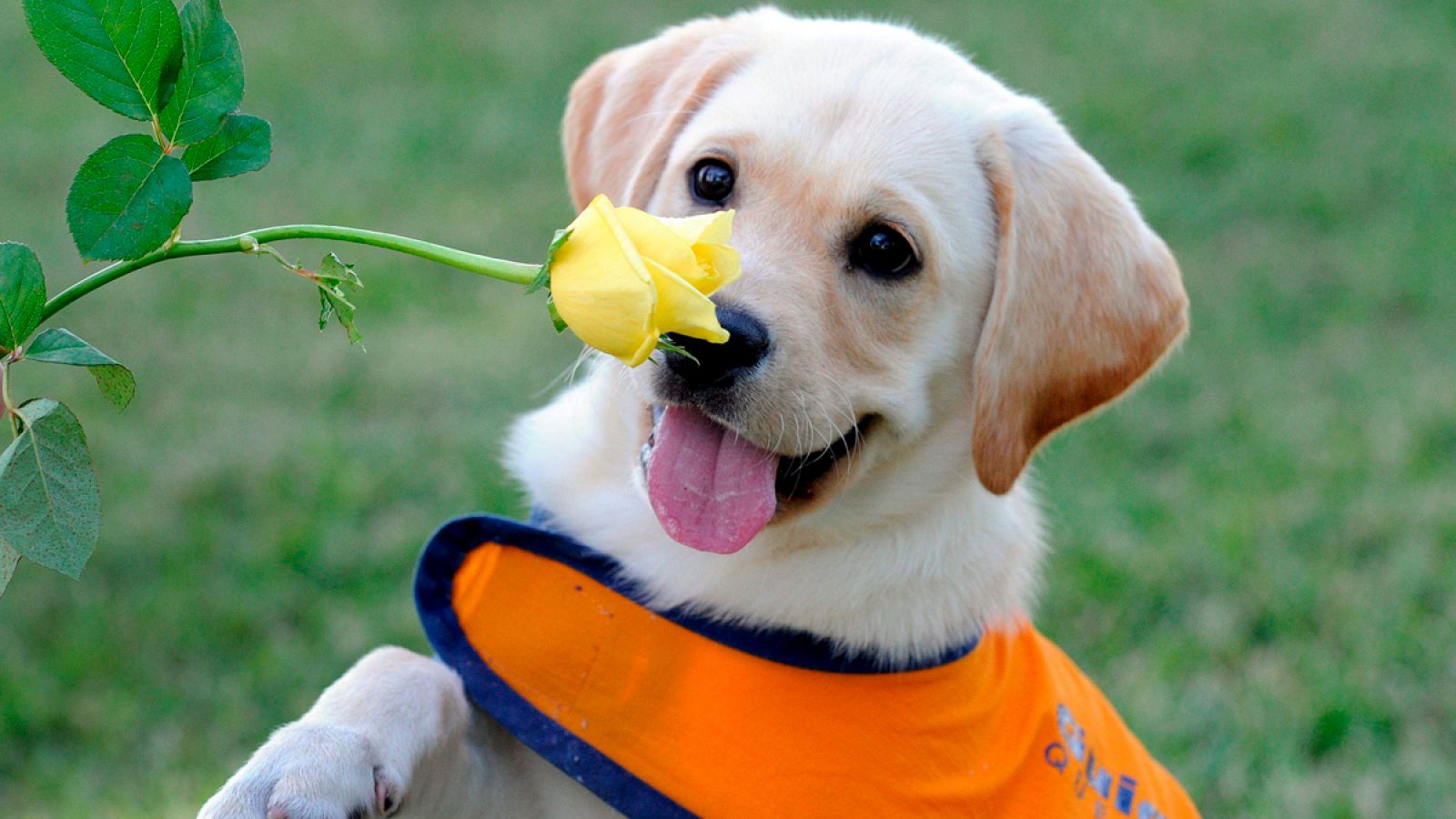 Investigadores de Cambridge han trabajado con una muestra de 310 labradores, tanto mascotas como perros de asistencia.