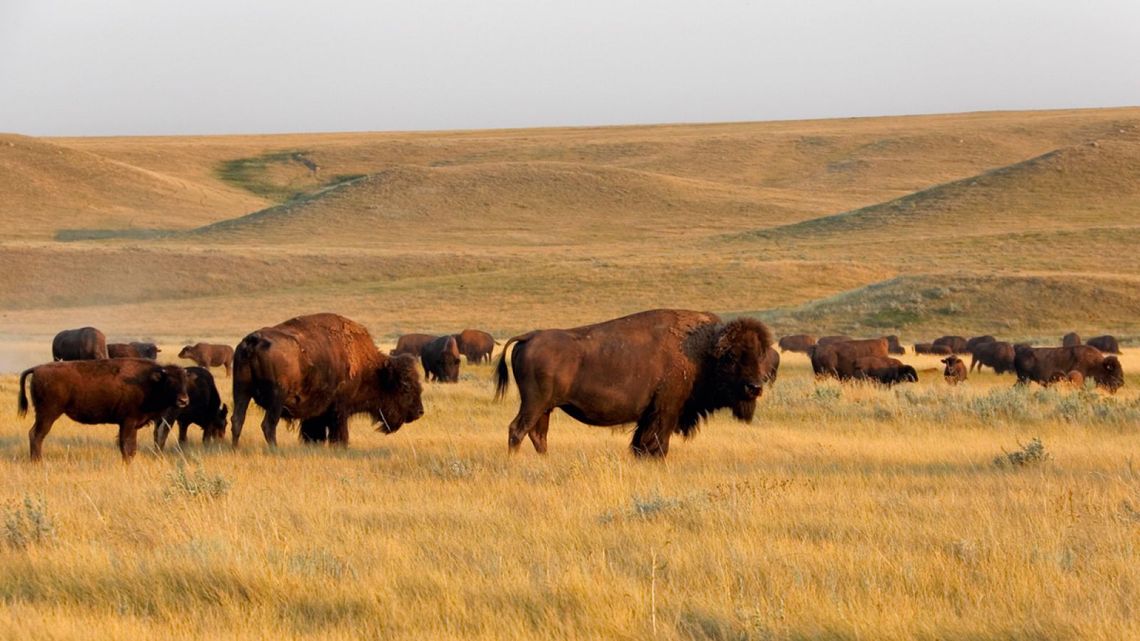 De los 500.000 bisontes que hay en EE.UU., solo 20.000 viven en estado salvaje.