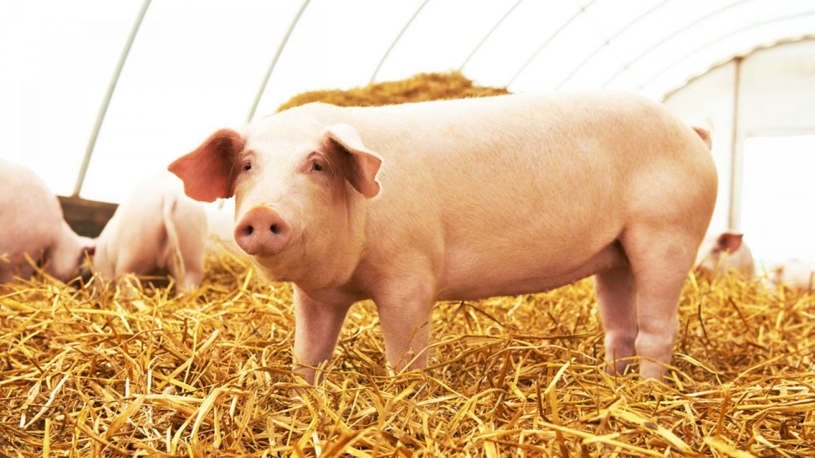 Cientificos Estadounidenses Buscan Crear Organos Humanos En Cerdos