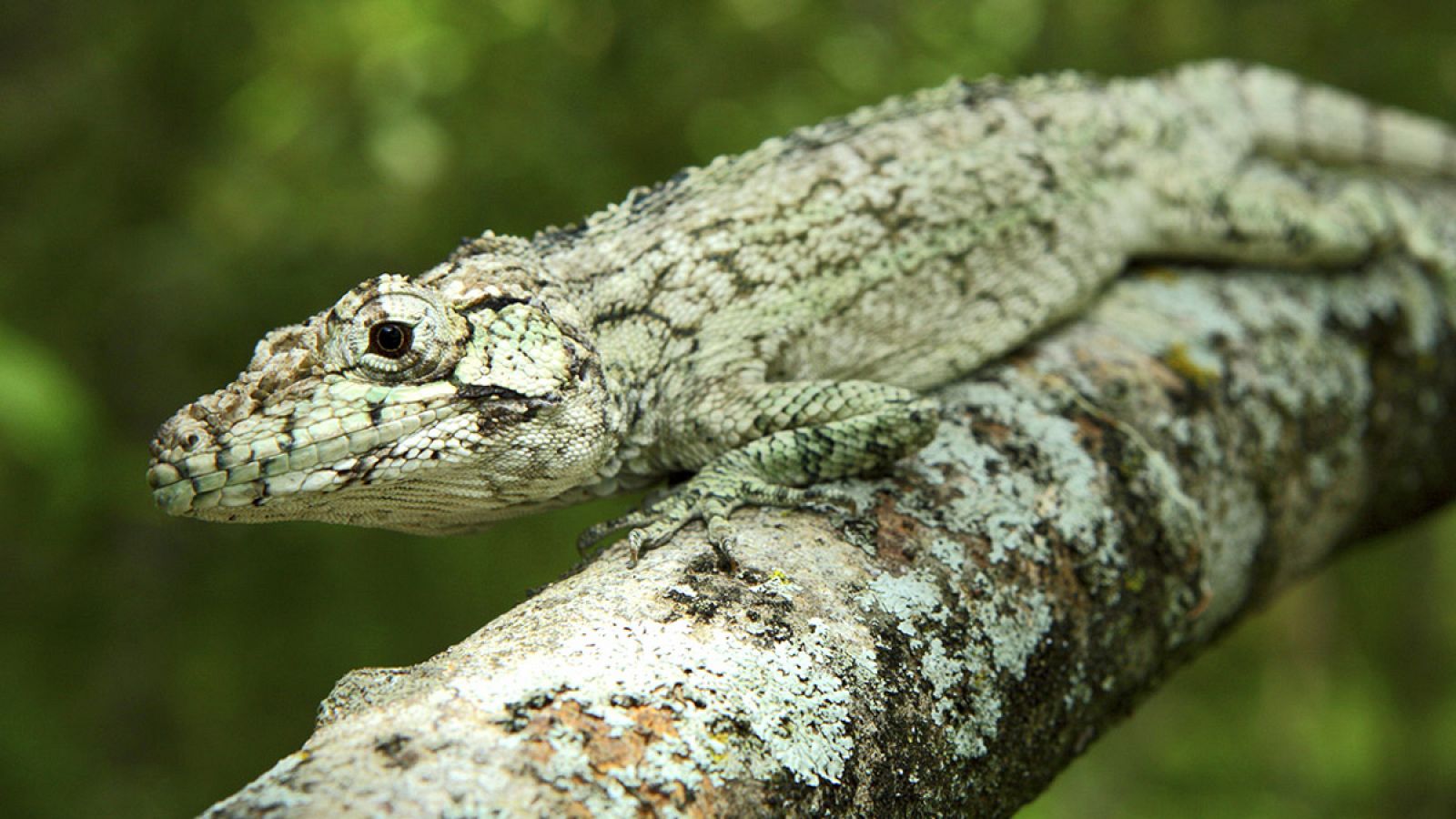 El descubrimiento de Anolis landestoyi ayudará a comprender la evolución de los lagartos Anolis en el Caribe.