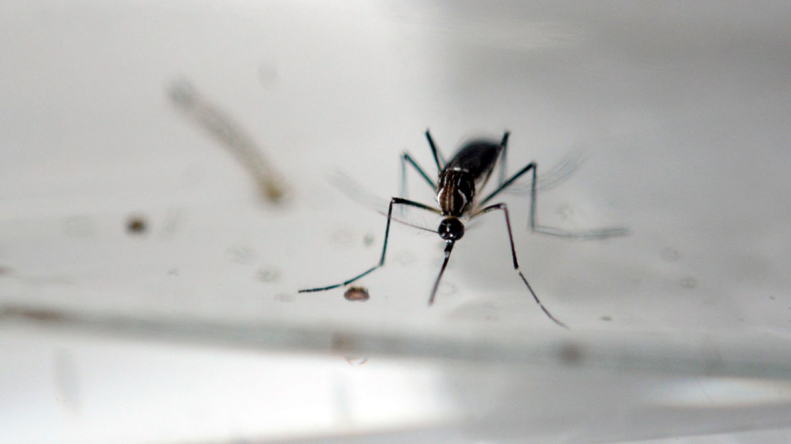 El mosquito Aedes Aegypti, vector de transmisión del virus del Zika