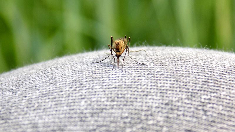 Un mosquito sobre unos pantalones vaqueros