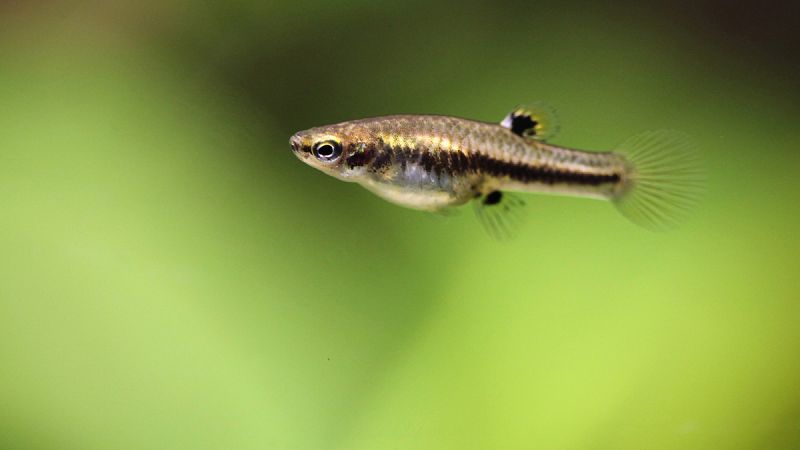 El pez mosquito una de las 100 especies más dañinas del mundo