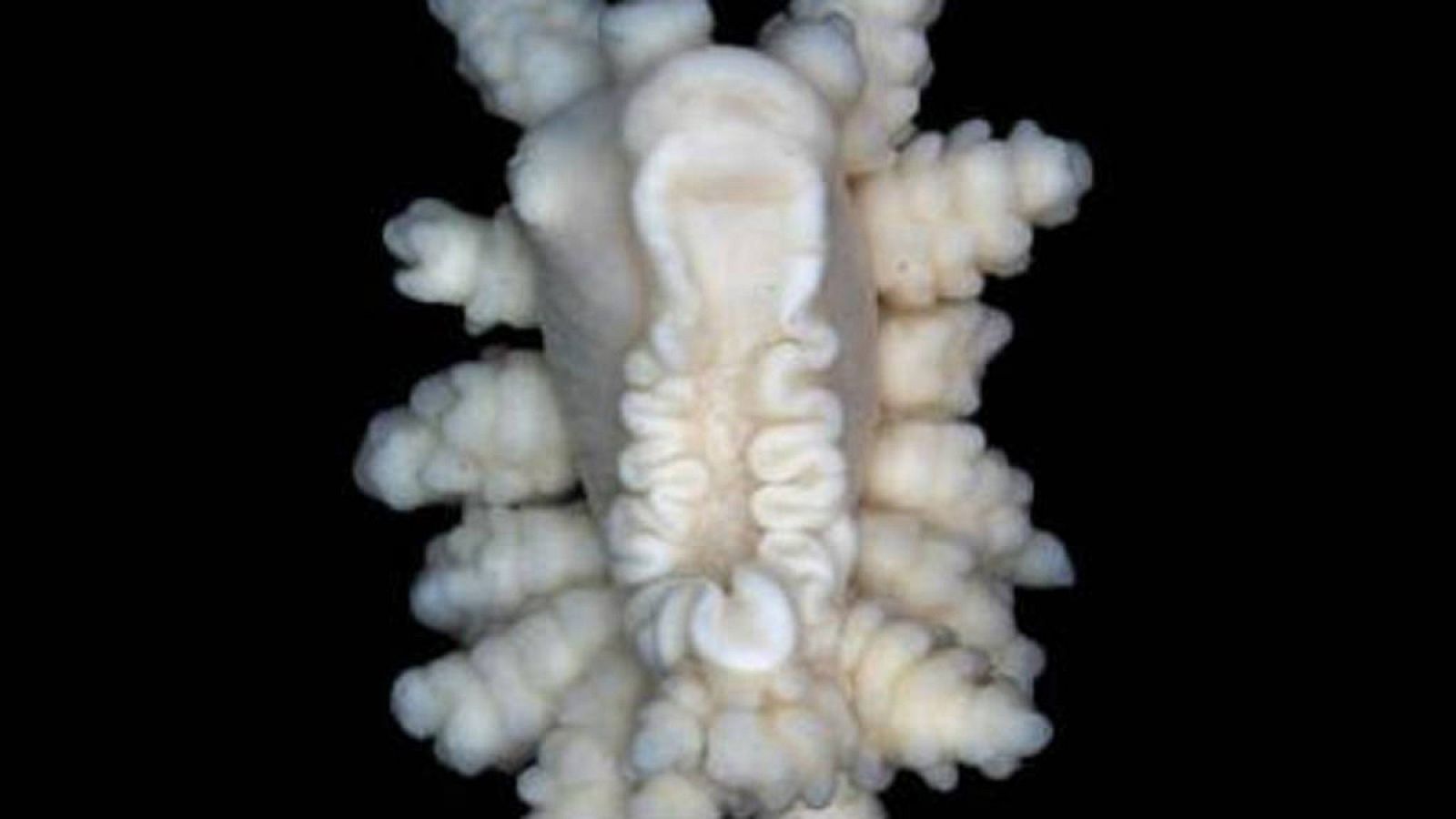 Los nudibranquios del género Doto se encuentran distribuidos en océanos de todo el mundo.