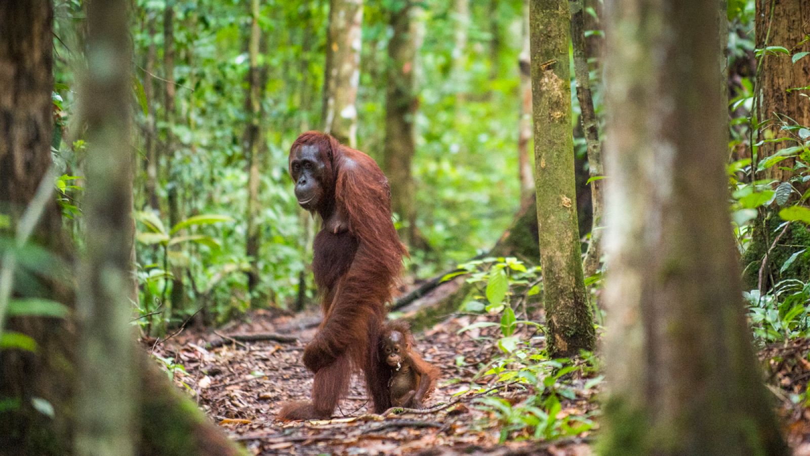 Una hembra de orangután camina junto a su cría en las selvas de Borneo.