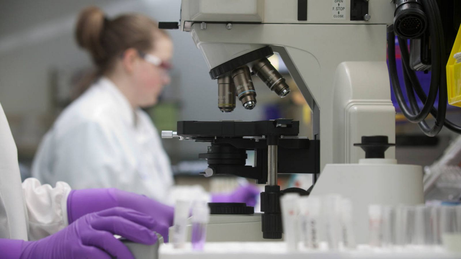 Los investigadores se han centrado en estudiar los patrones de los genes en las células madre de las planarias.