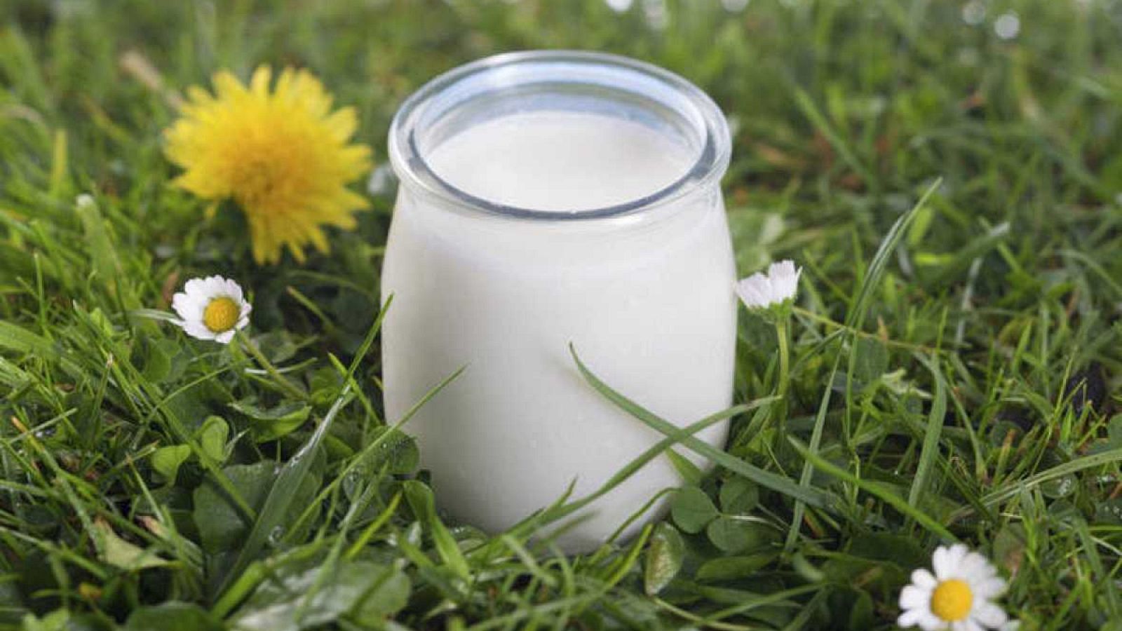 Los alimentos como el yogur contienen bacterias vivas.