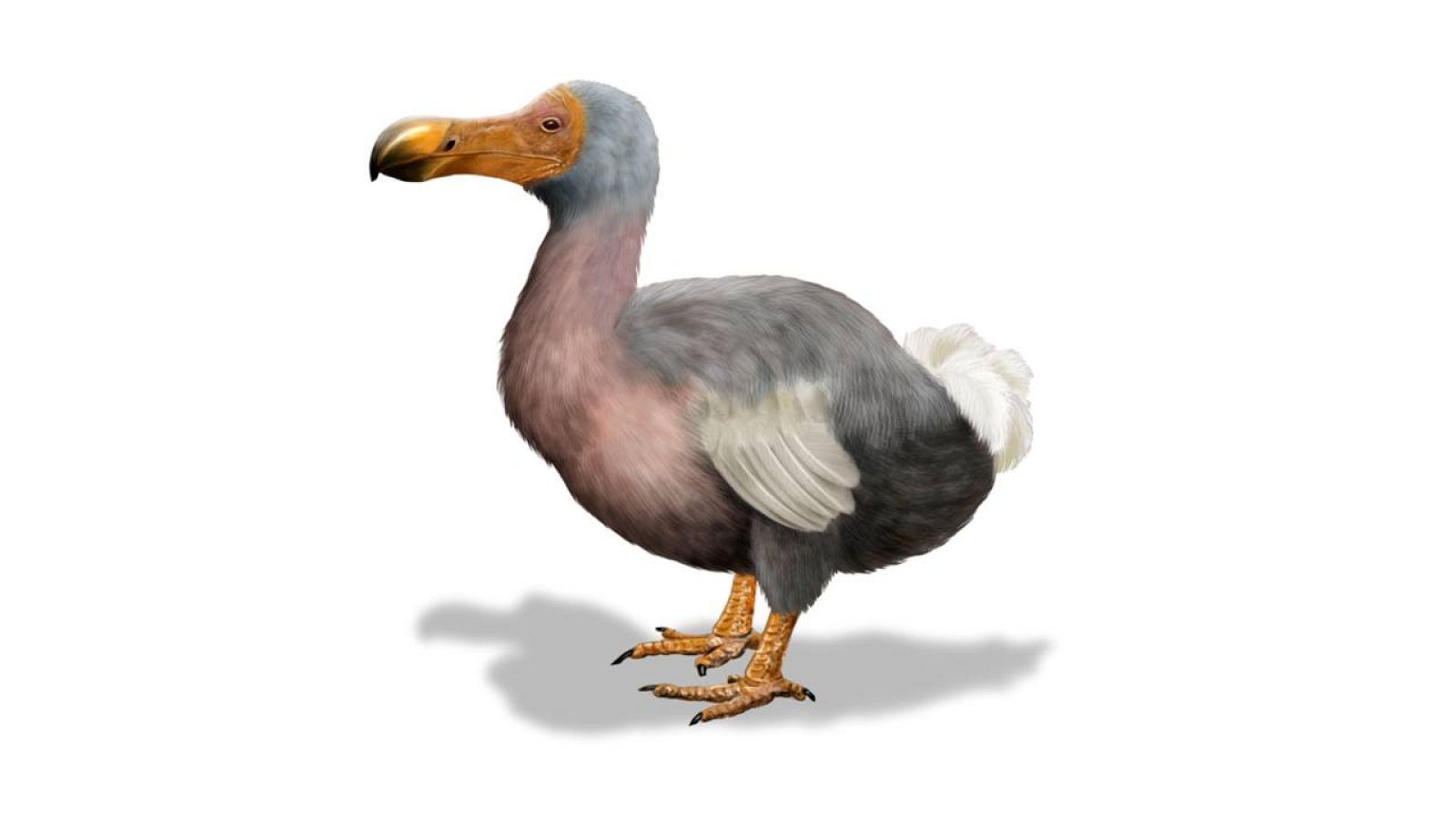  Un ejemplar de esqueleto completo al 95% de dodo