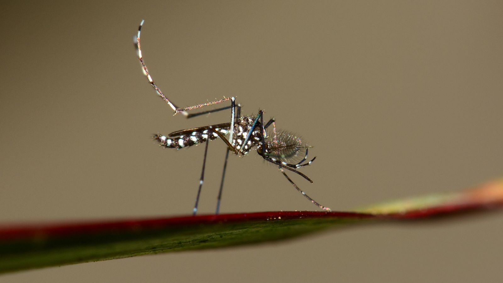 El mosquito tigre avanza hacia el interior de España desde el Mediterráneo