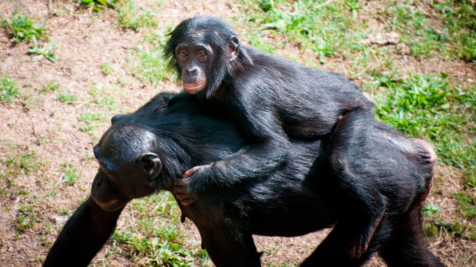 Un chimpancé hembra porta a una cría sobre su espalda