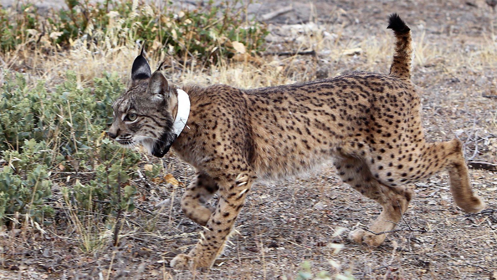 Ejemplar de lince en los Montes de Toledo.