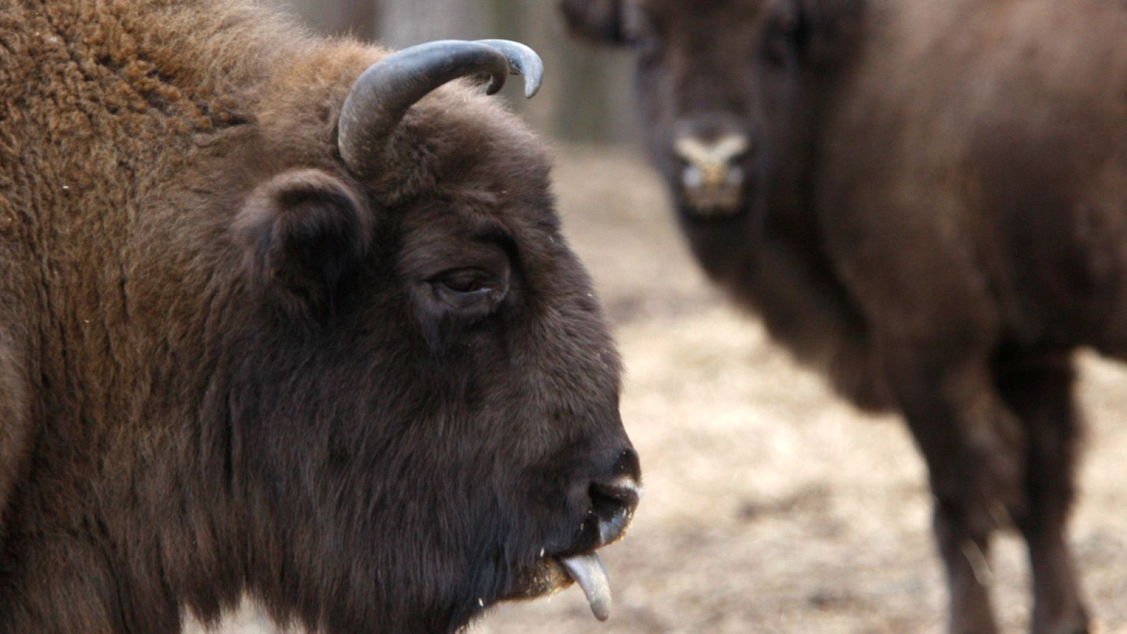 Imagen de archivo de bisontes europeos.