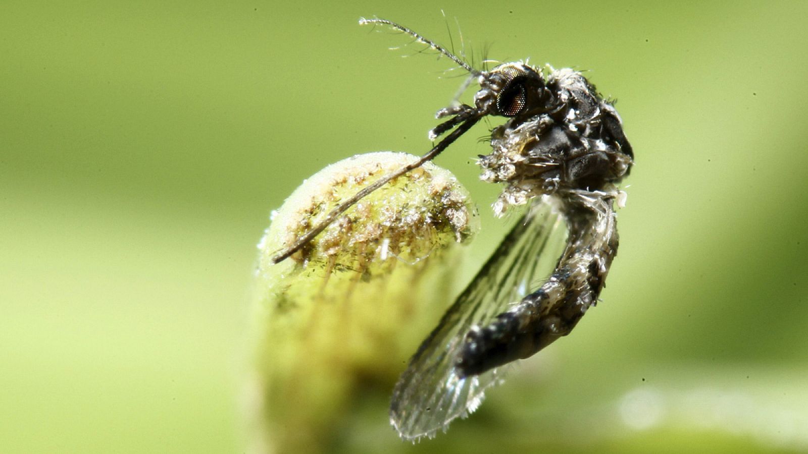 El mosquito Aedes aegypti, uno de los vectores de transmisión del virus del Zika.