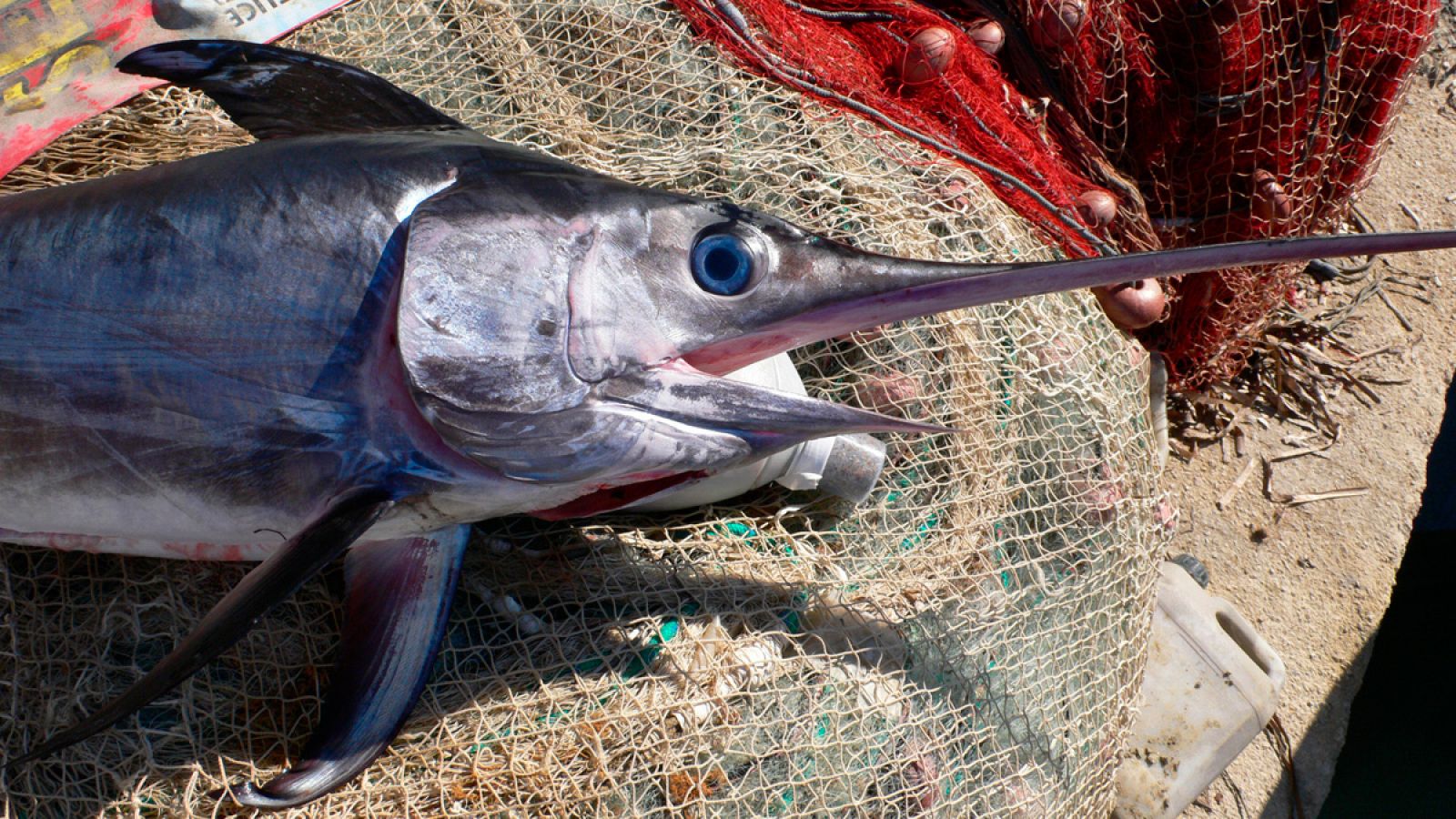 Cerca del 70% de los peces espada capturados son juveniles.