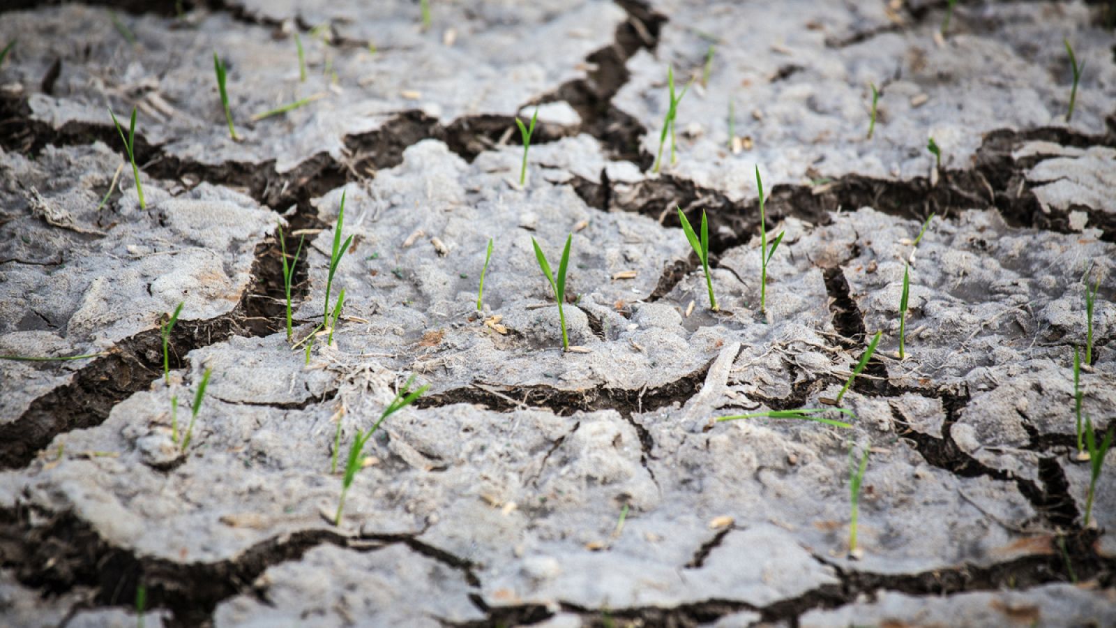 Brotes verdes salen de la tierra resquebrajada por la sequía.