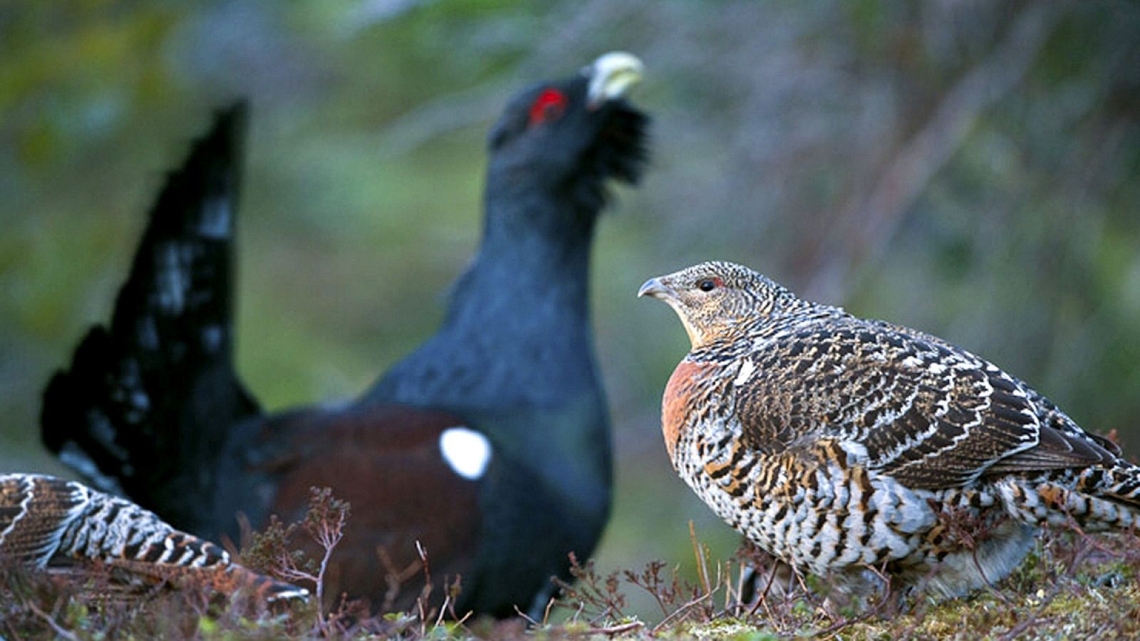 El urogallo está declarado en peligro de extinción en la Cordillera Cantábrica y en situación muy grave en los Pirineos.