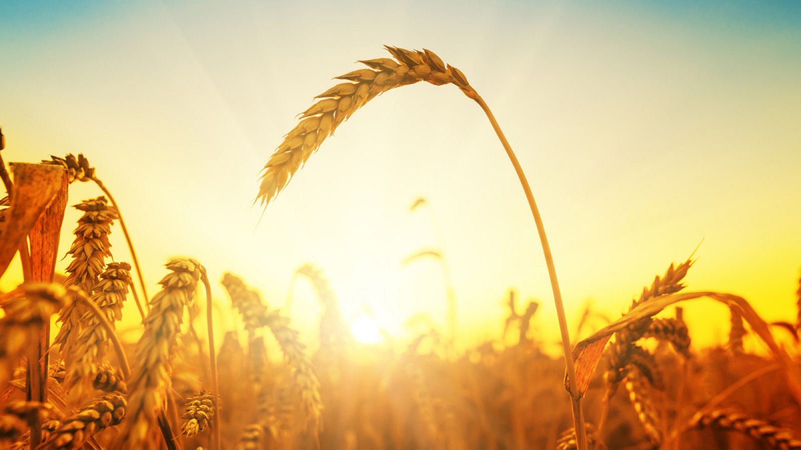 La domesticación de los cereales supuso el origen del desarrollo de la agricultura.