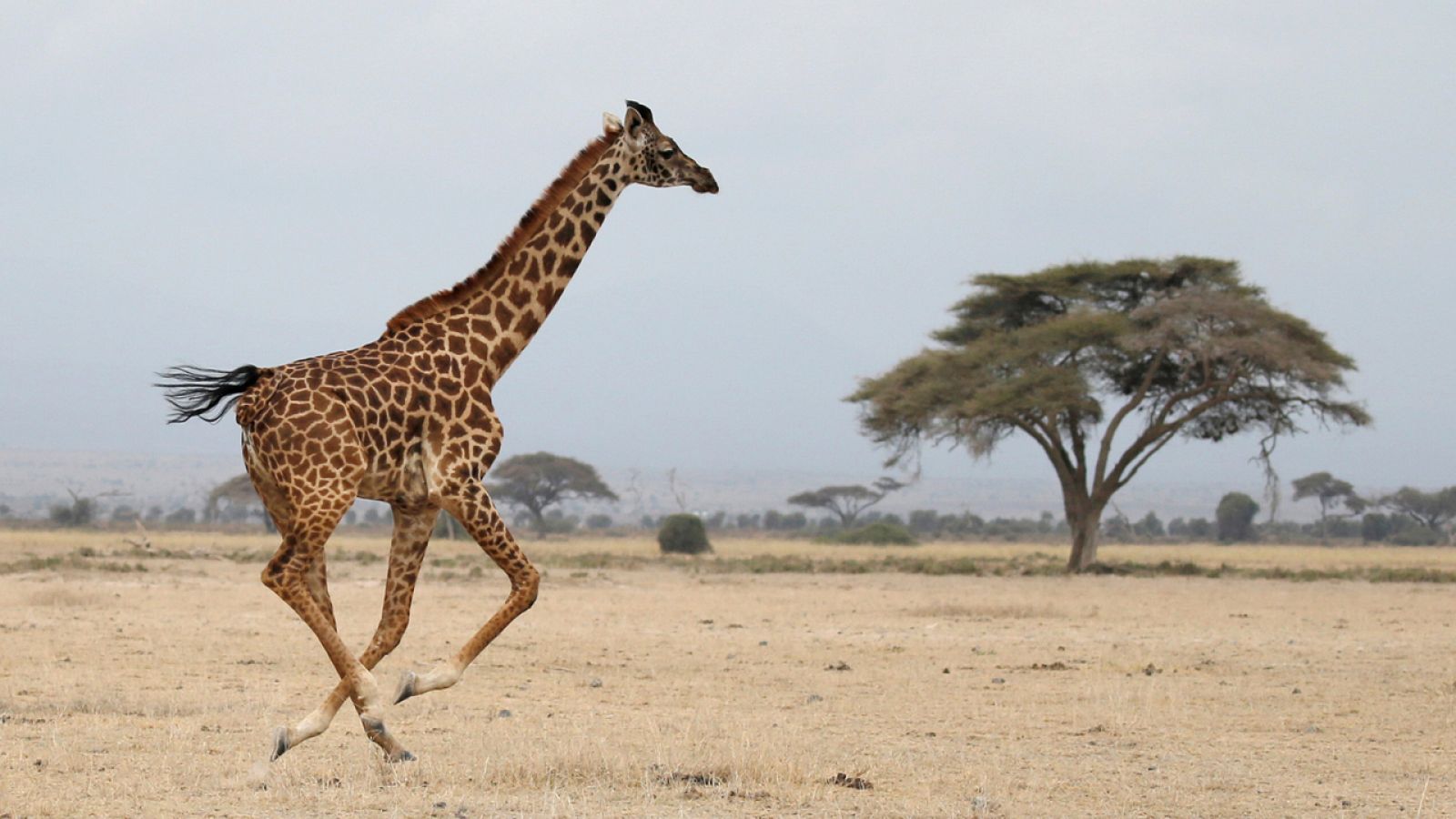 Una jirafa fotografiada en el Parque Nacional Amboseli, Kenia