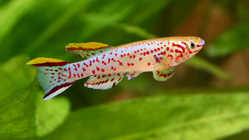 Ejemplar de killifish.