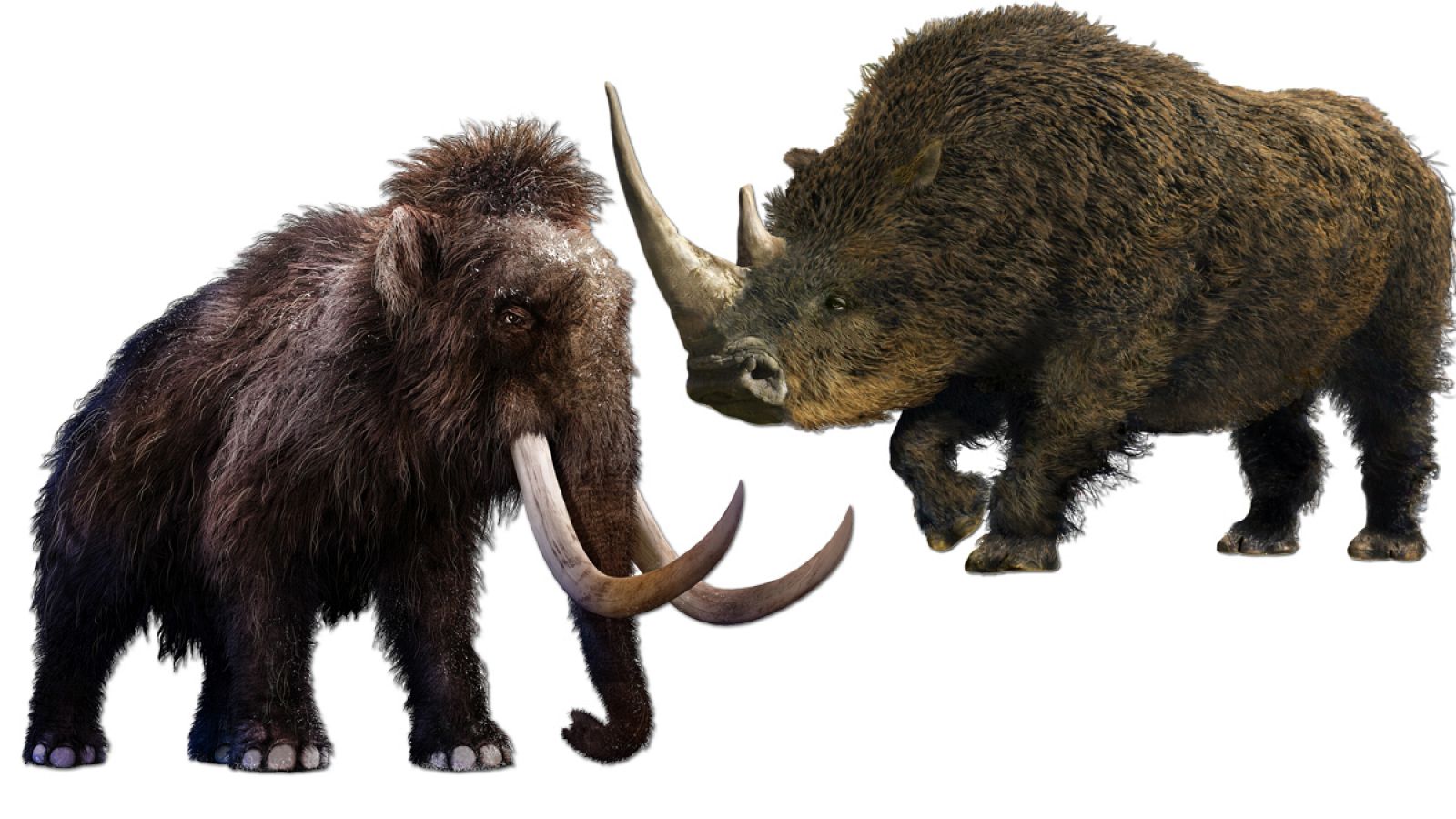 Imagen de un mamut y de un rinoceronte lanudo.